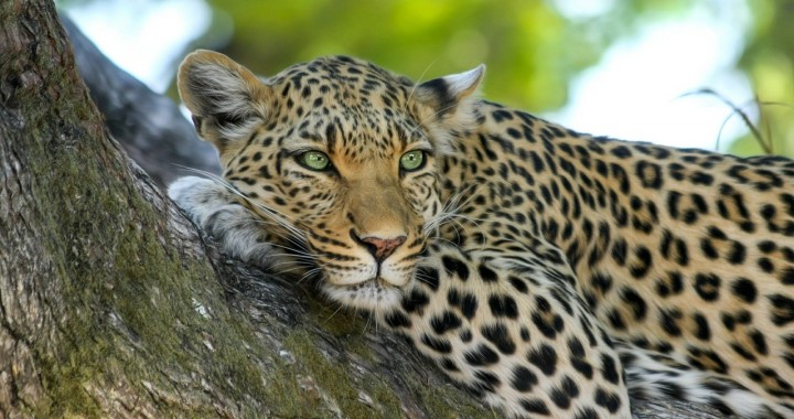 leopard-515509_1280-720x380
